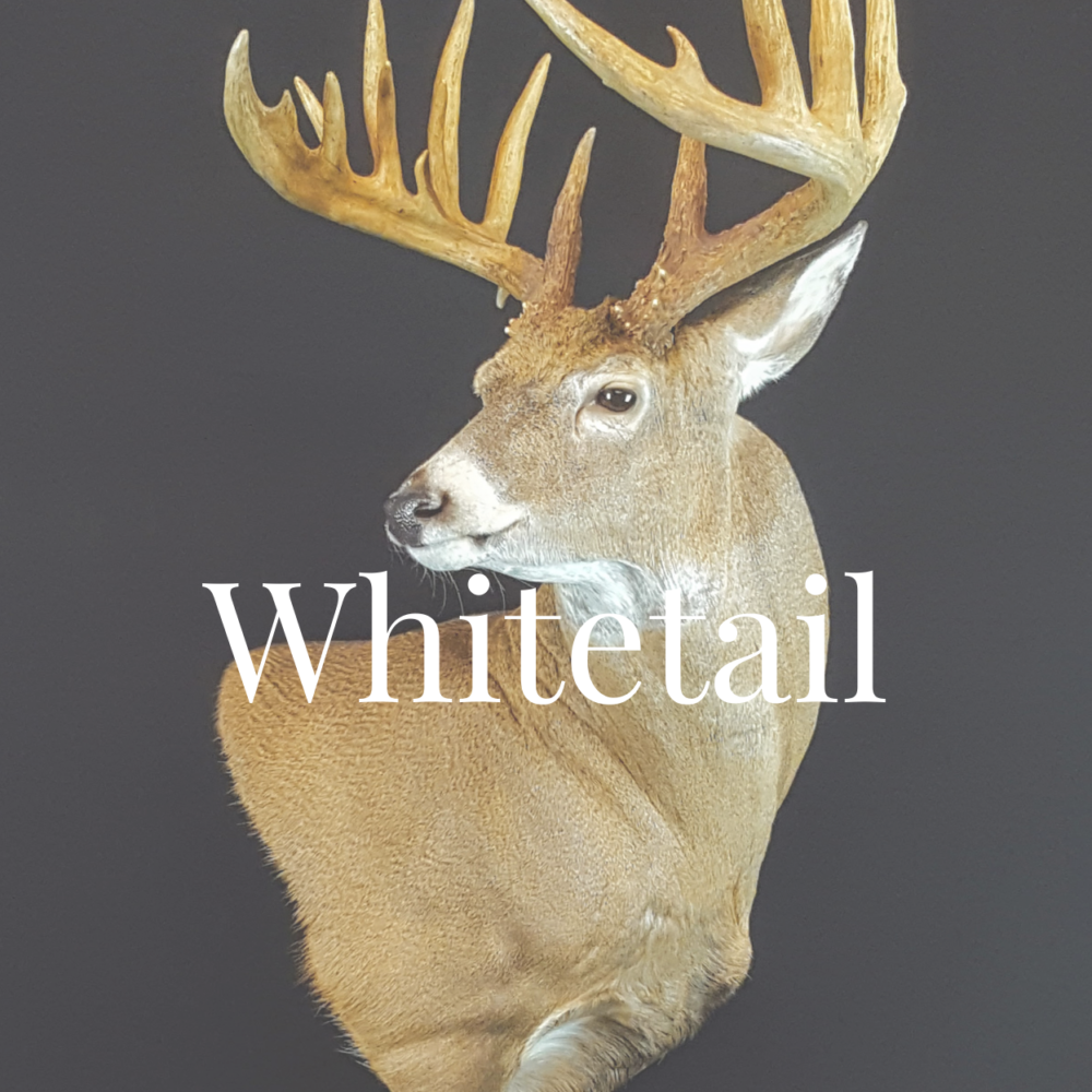 Whitetail (5)