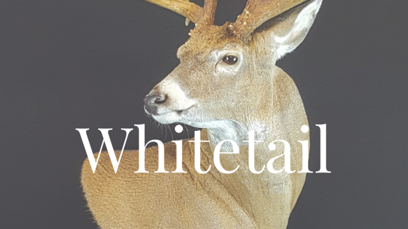 Whitetail (5)